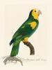 Barraband Parrot 098